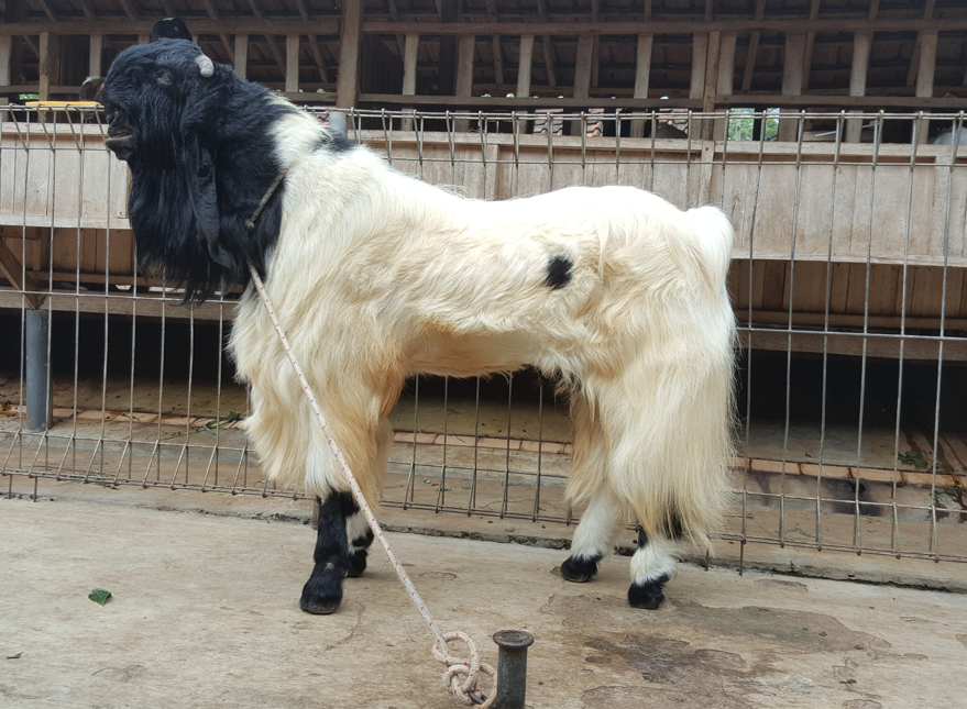 Kambing Etawa Jantan